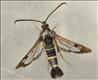 0373 Currant Clearwing